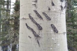 Kananaskis hiking survival session along wilderness trail, bear claws on tree