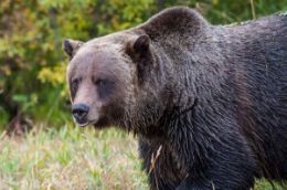 Banff Grizzly Bear Refuge Guided Tour