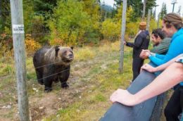 Banff sightseeing tour, Grizzly Bear Refuge