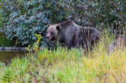 See Grizzly Bears in refuge habitat Banff Tour