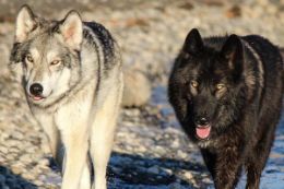  Wolfdogs at the Alberta Yamnuska Wolfdog Sanctuary