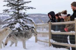  A unique Banff winter tour -  Yamnuska Wolfdog Sanctuary