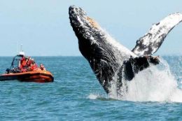 Whale Watching and Wildlife Tour, Parksville, Vancouver Island