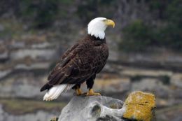 Whale Watching Vancouver Island, bald eagle