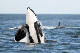 Picture of Whale Watching Wildlife Tour, Parksville - Adult - 4 hours