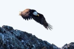 See Bald Eagles on Vancouver sightseeing tour by Seadoo