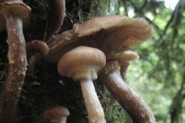 guided wild mushrooms identification tour in Vancouver