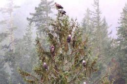 Squamish Wilderness Eagle Float Tour, bald eagles in tree