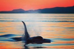 Sunset Whale Watch tour, Parksville, British Columbia