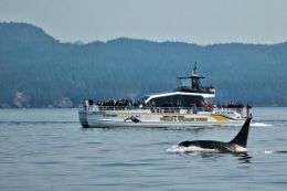 Victoria British Columbia whale watching whale and boat tour