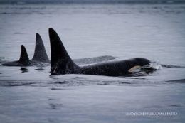 family of Orca whales on Vancouver Whale Watching Tour